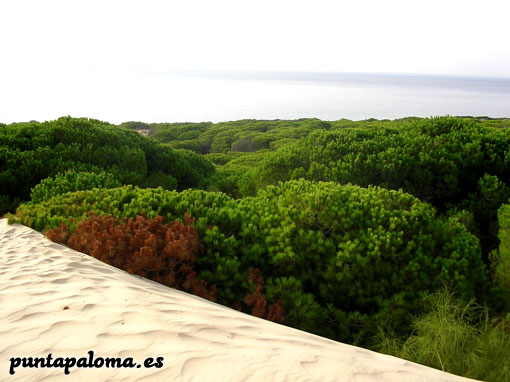 playa de punta paloma